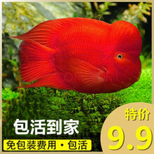 鹦鹉鱼观赏鱼热带鱼发财鱼风水鱼元宝起头财神活体中大型金刚招财鱼龙鱼混养好养大红色的鱼耐活群体淡水鱼 10-12黄金元宝