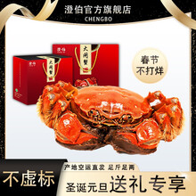 【活蟹】现货澄伯大闸蟹鲜活特大螃蟹可全母奢华礼盒 海鲜水产 公蟹4.0-4.3两母蟹3.0-3.3两 只只草绳扎蟹 更有蟹王蟹后