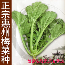 正宗惠州梅菜种子 春秋四季播芥菜蔬菜籽 梅菜扣肉青菜易种早熟孑 正宗惠州梅菜20克原装2包