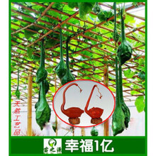 美国小手捻葫芦种子铁包金籽微型文玩迷你草里金葫芦籽观赏盆栽 鹤首葫芦4粒彩包*2包