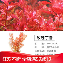 鱼缸活体水草植物造景懒人增氧莫斯种子淡水水榕中后景真装饰套餐 玫瑰丁香