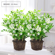 夜来香花树苗九里香花卉盆栽植物室内花 丛生(2盆)精品九里香 带原土发货 不含盆