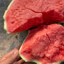 寿禾 无籽西瓜种子南方超甜特大早熟海南绿皮西瓜水果种子三倍体杂交瓜种孑 红妃无籽西瓜种子【超甜】 50g桶装