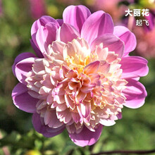 纳格兰球根花卉大丽菊花地瓜花大丽花种球庭院种植盆栽植物 起飞【种球】