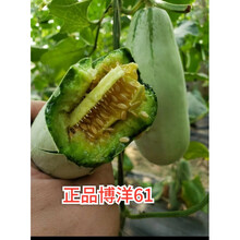 天津德瑞特博洋61甜瓜种子博洋9薄皮杂交香瓜羊角蜜脆甜瓜种子籽 20粒博洋61种子分装，诚信，假一赔十