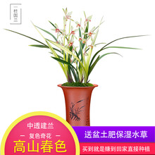 一枝国兰 细叶精品春兰花苗 碧玉奇蝶 冬带花苞室内外梅瓣鲜花卉绿植盆栽 客厅高档兰花草带盆栽好配土肥 高山春色4苗连体，配盆土肥