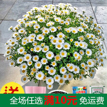 太阳花种子室内室外四季开花盆栽苗花种子籽花卉种孑花籽 白色 晶菊200粒+盆土肥