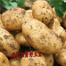 土豆马铃薯2020年现挖土豆山东农特产新鲜土豆蔬菜大土豆黄心皮 5000g