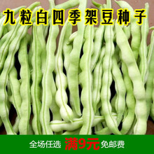 豆角种子长豇豆籽有架无架无鼠尾四季豆院阳台大田播种高产蔬菜孑 九粒白原装60克