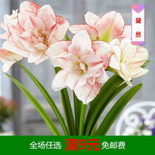 双龙荷兰朱顶红种球单瓣超大带花盆栽室内外花卉植物四季开花 黛丝【买】 15-16cm