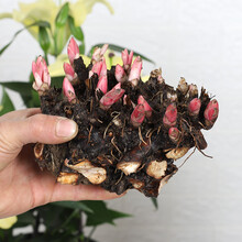 芍药花苗庭院花卉四季开花易活芍药根块带芽室内盆栽室外庭院植物 芍药随机10个种根 不含盆