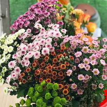 呆萌 云南昆明基地直发小雏菊洋牡丹每周一花家用水养插花花艺送朋友女友闺蜜生日礼物花束全国鲜花速递 随机颜色小雏菊半扎