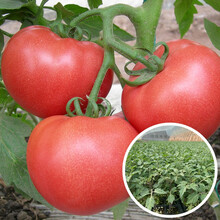 寿禾 西红柿苗大全蔬菜苗小番茄苗批发盆栽普罗旺斯秧苗广东山东寿光菜苗子 （大粉）老品种西红柿苗 18棵