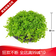 坨草水草淡水活体植物懒人爬地矮珍珠鱼缸造景装饰中后景套餐 爬地珍珠大坨草 拍4送1