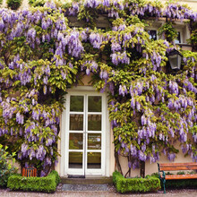 多花紫藤树苗 紫藤苗盆栽紫藤花苗攀援花卉紫藤盆栽爬藤植物凌霄 多花紫藤4年苗 不含盆