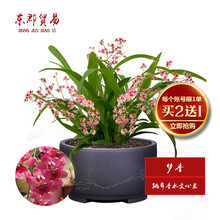 东郡贸易国兰 跳舞香水文心兰 梦香 冬带浓香味花苞 精品文心兰花苗室内好养鲜花卉盆栽办公室绿植物盆景 大盆开红花4-6苗，原培养基发货