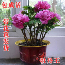 8年牡丹苗春瑞正宗洛阳重瓣观赏大花牡丹花苗花卉四季牡丹会展盆栽室内室外绿植 牡丹王 3-4个叉