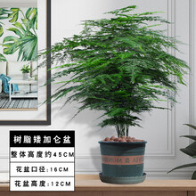 蝴蝶之舞 大文竹盆栽植物室内大型盆景四季常青绿植花卉好养种易活 五年大文竹/矮加仑树脂盆 含盆