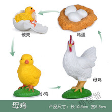 仿真昆虫模型蝴蝶生命周期蚂蚁玩具青蛙小蝌蚪蚊子儿童科教海龟 鸡(散装)