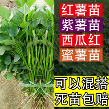 菜友红薯苗100颗蜜薯紫薯苗脱毒烟薯25苗秧黄心红心糖心西瓜红长度20厘米 100颗商薯19 牛奶红薯