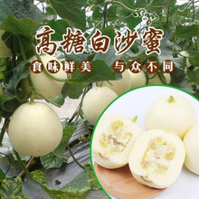 黎昕  超甜绿宝石甜瓜种子冰翡翠甜瓜种籽甜瓜籽春季四季水果种籽 白沙蜜甜瓜种子【20克】