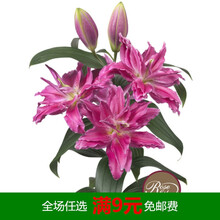 浓香香水百合花种球盆栽花卉种子重瓣多花苞室内阳台庭院四季开花 艾琳(重瓣) 12+