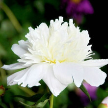 云杨园艺 花卉种子【24款花卉种子】 阳台花卉种子 庭院花卉种子 盆栽花卉种子 E芍种球1个