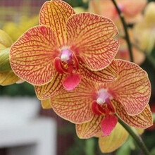蝴蝶兰花苗盆栽带花苞花剑四季好养客厅餐桌鲜花室内卉绿植物 香妃(3个月开花，买三加一) 含盆