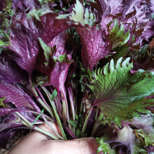 湖南怀化现摘现发新鲜紫苏叶烧鱼虾大闸蟹炒田螺紫苏 不带根1斤试吃装