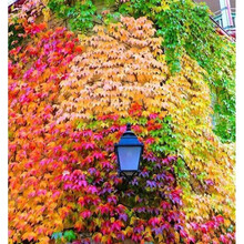 纳格兰爬山虎种子 爬山虎种孑种子爬藤植物爬山虎苗籽室内小叶三叶户外红叶盆栽 五叶爬山虎种子100粒+肥)