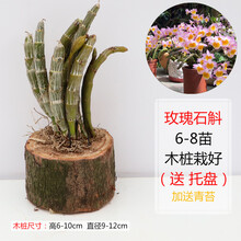 石斛盆栽 木桩栽好 铁皮石斛金钗鼓槌报春玫瑰天宫蜂腰石斛兰花苗 桌面摆件 办公司植物附生兰 花卉绿植 玫瑰6-8苗带木桩 裸根不带土