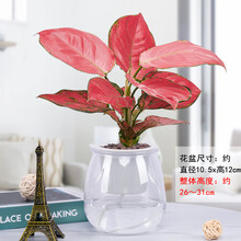 【花东π对】吉利红如意皇后盆栽大红植物室内办公室桌面水培四季好养绿植带盆易活花卉 懒人高透盆、吉利红【一盆一株】 带盆栽好