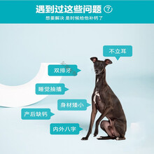 狗狗钙片恶霸卡斯罗灵缇格力细狗惠比特猎犬成犬幼犬专用健骨补钙粉立耳腿软爆头 海藻美一瓶