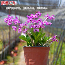 兰花石斛兰盆栽铁皮石斛四季开花浓香型花卉办公室绿植盆景易养活 .麝香石斛 3-4苗