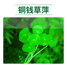 水芙蓉苹果萍红毛丹不加温浮性水草室外鱼池水生植物鱼缸净化水质 铜钱草根结60个