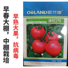 毛粉802番茄种子 沙瓤酸甜口感型番茄西红柿种子番茄种籽 1000粒【迪欧2号】沙瓤，粉红大果，抗病，早春大