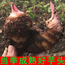 红芽小芋头粉糯香芋新鲜现挖芋仔山芋魔芋蔬菜5斤 5斤大果（净重4.8-5斤）