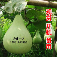 菜葫芦种籽蔬菜可食用农家圆瓢瓠瓜庭院种植种子春季观赏蔬菜种孑 菜葫芦原装