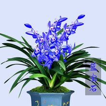 超香兰花 蓝宝石 当年开花 满屋飘香兰花苗 大花室内四季常青花卉 6苗连体【蓝宝石】