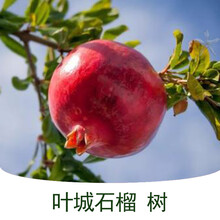 石榴树树苗南方种植四季庭院果树果苗当年结果特大阳台石榴树盆栽 叶城石榴 一年苗成活率底