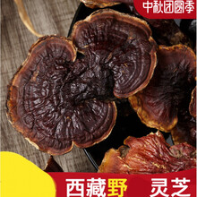 杞里香 西藏林芝灵芝 林芝赤灵芝草灵芝小灵芝整枝250g