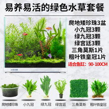 疯狂水草水草活体套餐鱼缸造景水草草缸造景套餐 易活易养绿草景 90-100cm