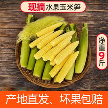农产品新鲜甜小玉米笋玉米芯仔嫩玉米小玉米现摘现发 玉米笋带皮发出 净重9斤装