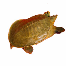 艚旺 甲鱼活体王八活生态食用老鳖团青黄色生新鲜土鳖水产王八活的王八 青黄色(或土黄色) 2斤5两(4年以上)