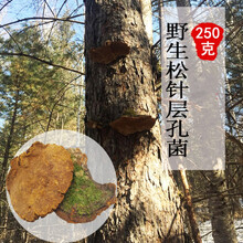 杞里香 松针层孔菌250g松针灵芝整枝松树桑黄切片打粉真菌煲汤林芝菌