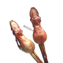 【正宗雪蛤干】整支东北长白山雪蛤油蛤蟆干林蛙干雪蛤膏雪蛤线油 足11克1支（买5送1买10送3）