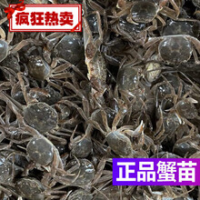 淡水养殖大闸蟹苗鲜活小螃蟹毛蟹苗长蟹苗河蟹苗 新款 80-100只左右/斤