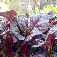 红叶甜菜种子 红牛皮菜红根达菜蔬菜籽 耐寒 适应性强 农家四季播 红根达菜 原装X 十包