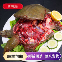 现杀外塘甲鱼放养老鳖  王八真空包装 【顺丰】2斤现杀真空包装 外塘散养甲鱼(青黄背)整只