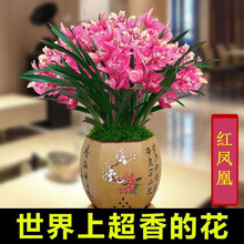 世界超香兰花 蓝宝石 四季开花 室内盆栽花卉绿植 红凤凰6苗连体裸根